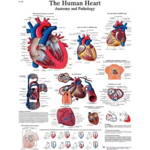 3B® Laminated Anatomical Heart Chart, 20